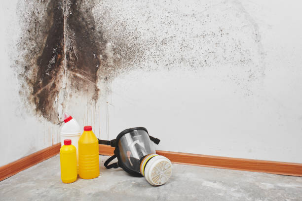 Best Affordable Mold Removal  in Darby, PA