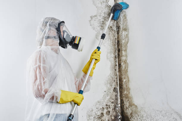 Best Crawl Space Mold Removal  in Darby, PA