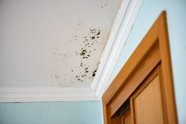Best Commercial Mold Removal  in Darby, PA