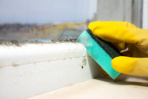 Home Mold Removal in Darby, PA