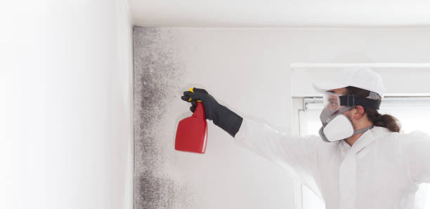 Darby, PA Mold Removal Company