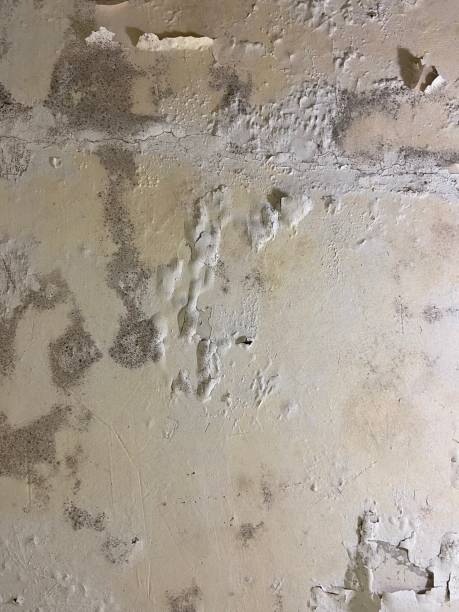 Best Same-Day Mold Removal  in Darby, PA