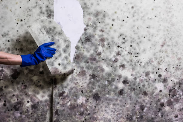Best Residential Mold Removal  in Darby, PA