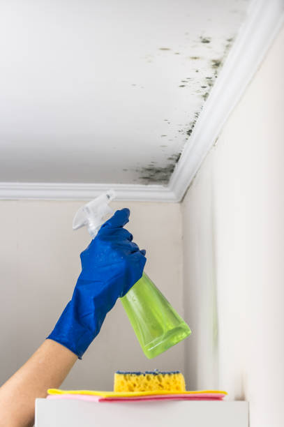 Best Home Mold Removal  in Darby, PA