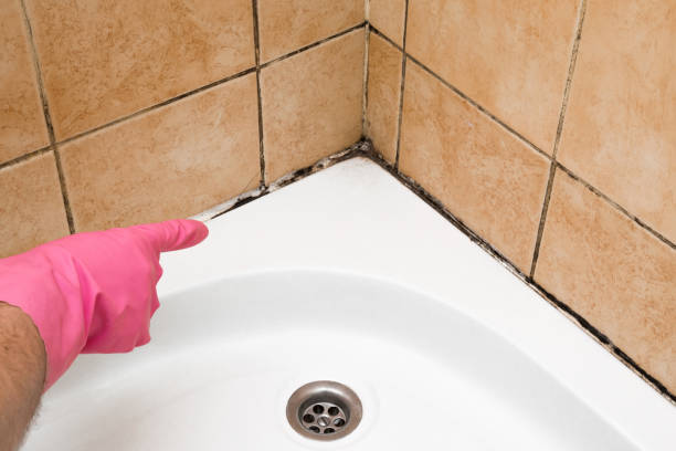 Best Certified Mold Removal  in Darby, PA